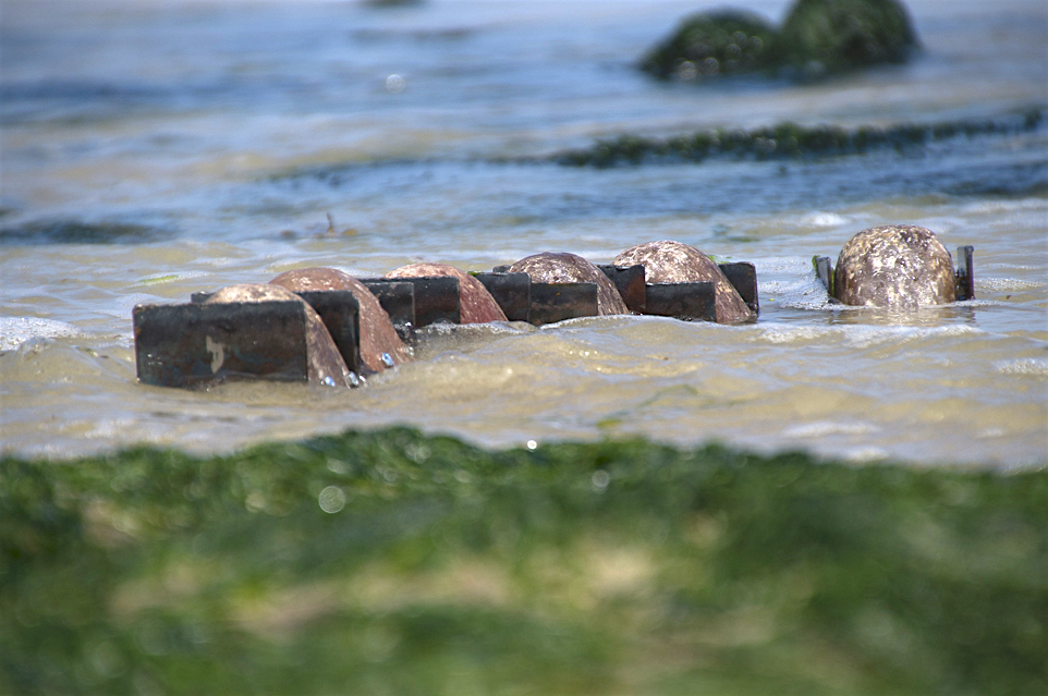  Die blupps entsteigen langsam dem Meer, noch sieht man nur ihre Hauben