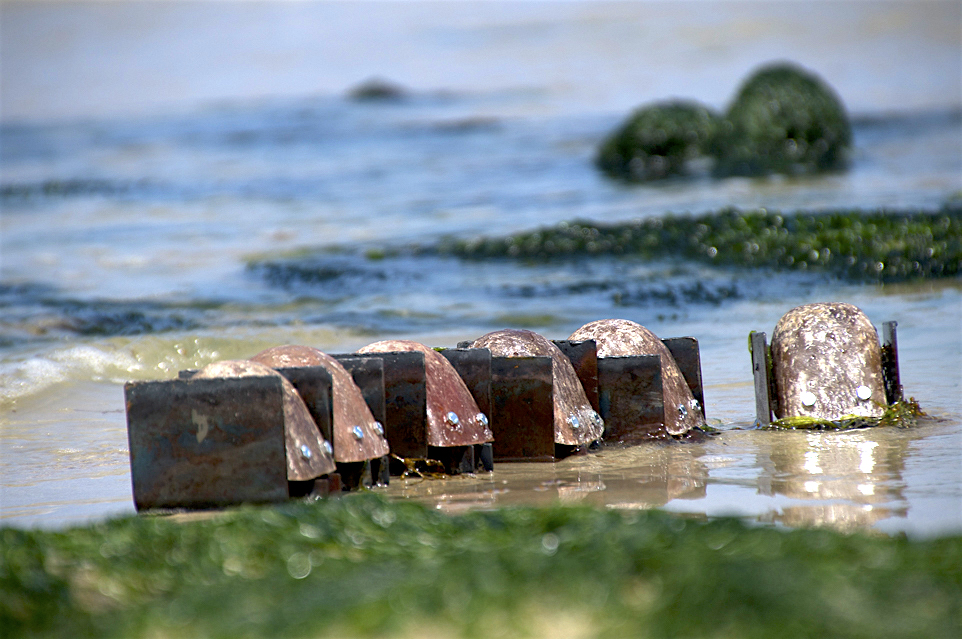 Die blupps entsteigen langsam dem Meer, jetzt sind ihre Hauben fast schon ganz aus dem Wasser