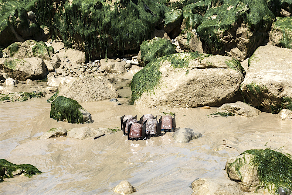 blupps in keilförmiger Formation in der Sedimentzone auf lehmigem Sand